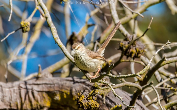 Karoo Prinia with nesting material