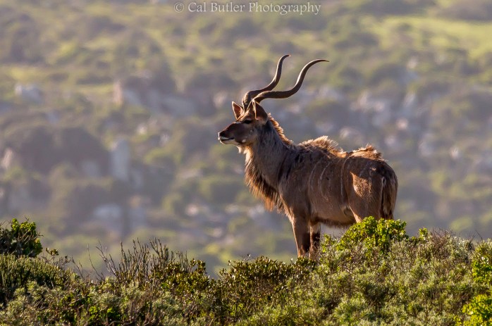 Kudu
