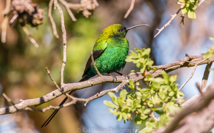 Malachite Sunbird