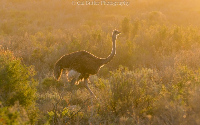Ostrich in golden light