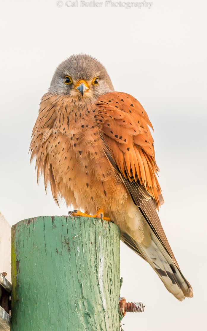 Rock Kestrel