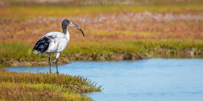 Wetland observer