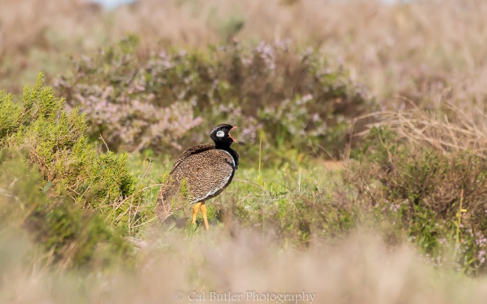 Southern Black Korhaan