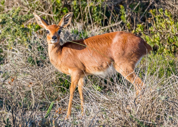Steenbok Female