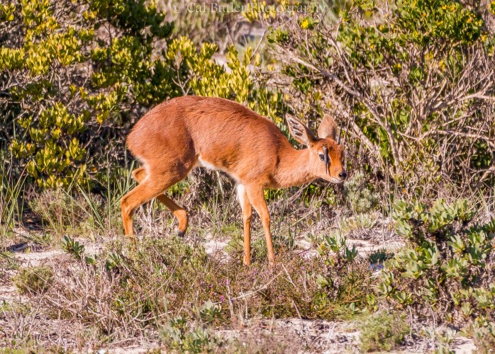 Steenbok Male