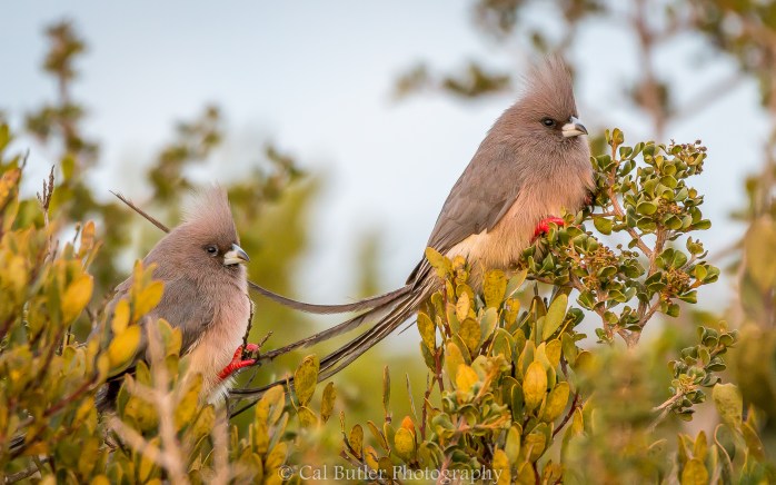 White Backed Mousebirds