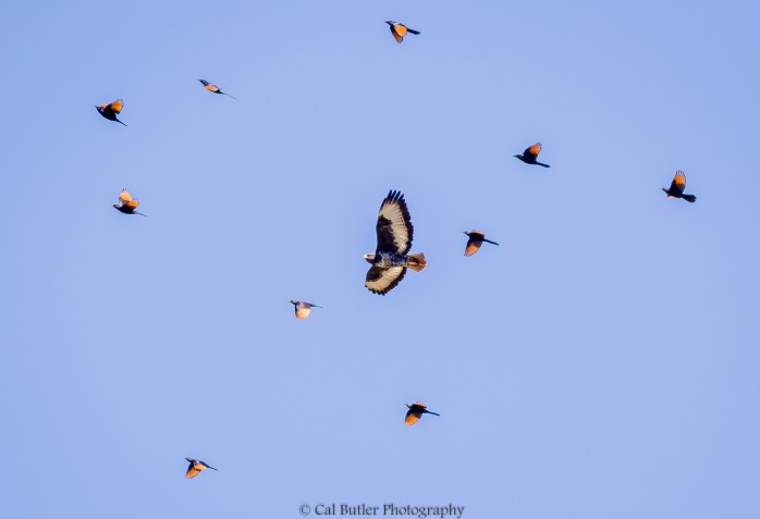 Jackal Buzzard Being escorted 1