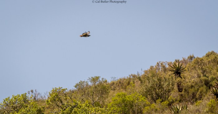 Jackal Buzzard flying over the cliff