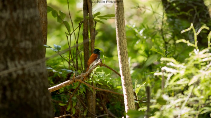african-paradise-flycatcher