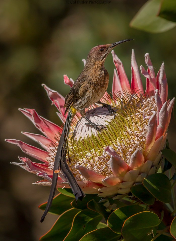 cape-sugarbird-3