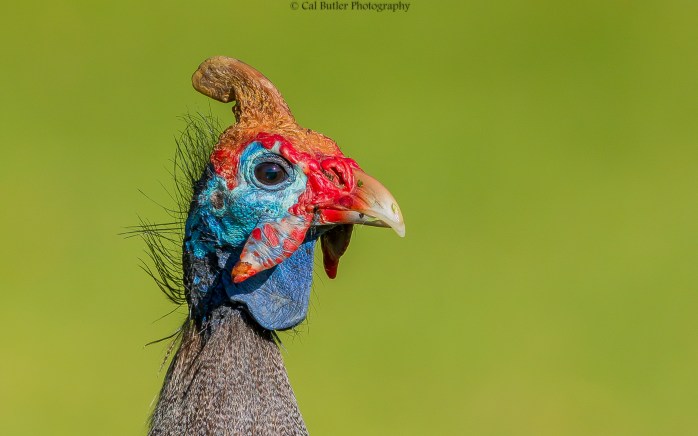 guineafowl-1