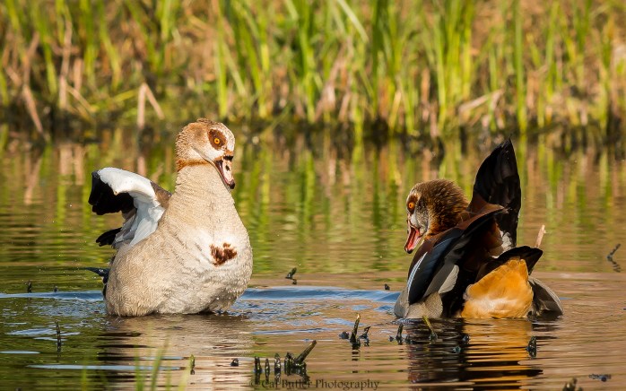 mating-egyption-geese-5