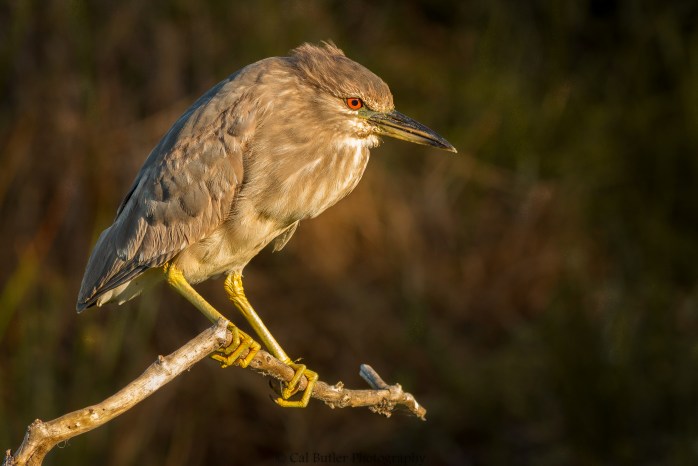 Night Heron at dawn