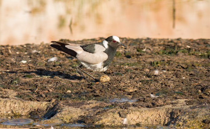 blacksmith-lapwing-4