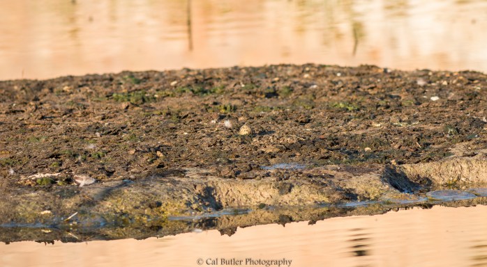 camouflaged-blacksmith-lapwing-egg