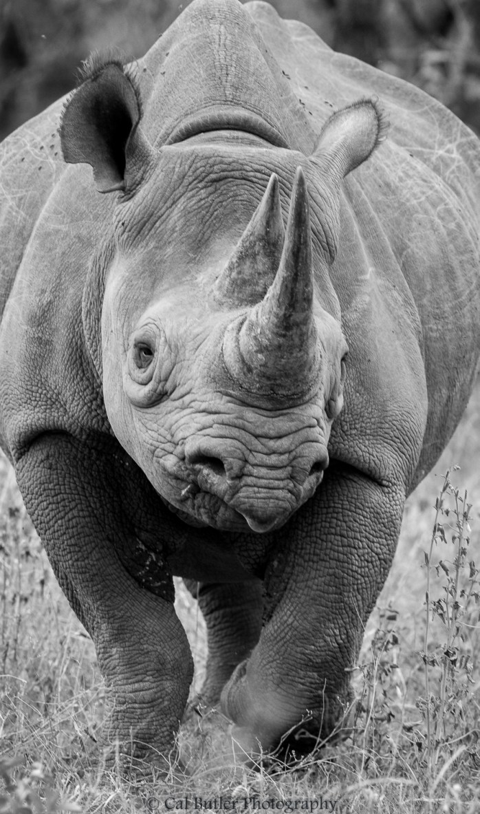 black-rhino-1