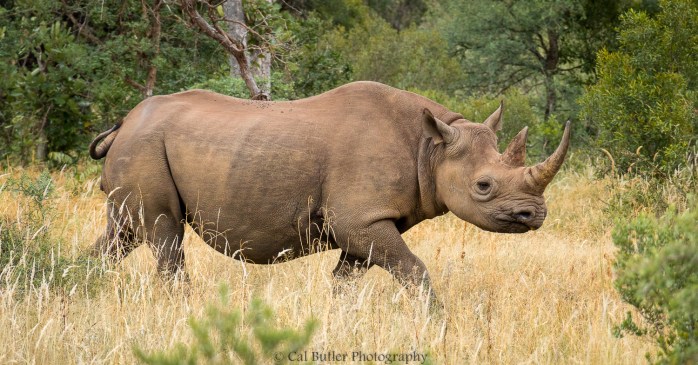 black-rhino-2