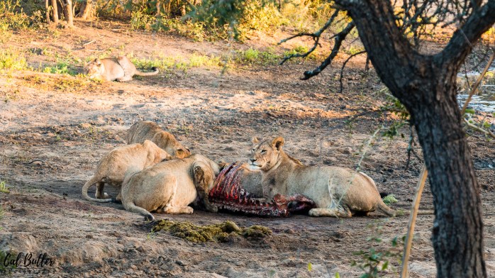 Lions Feeding-2