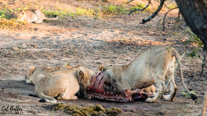 Lions Feeding-3