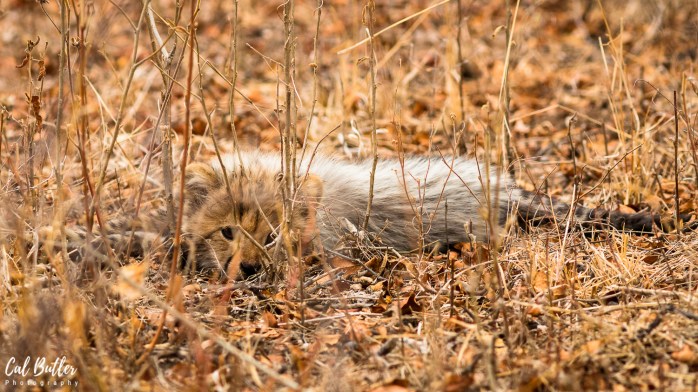 Cheetah cubs-1