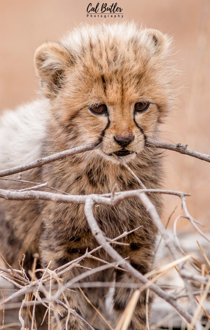Cheetah cubs-5