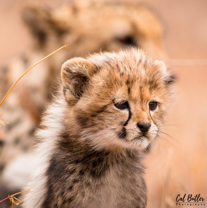 Cheetah cubs-6