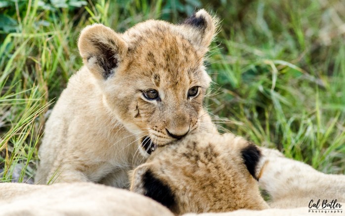 Othawa Cubs Ferature-6