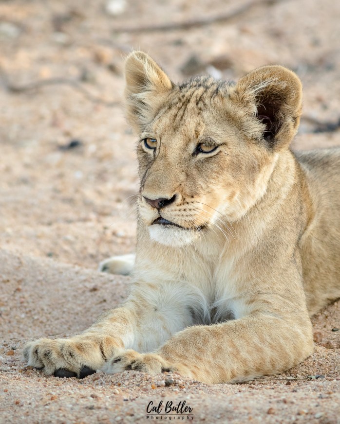 Timbavati Lions-5