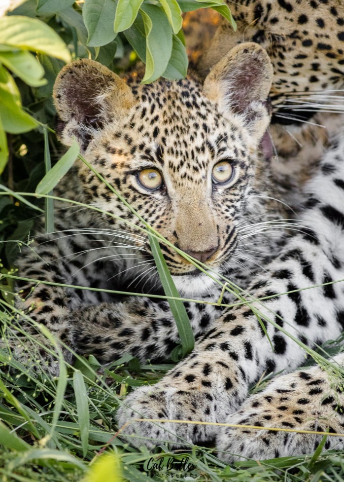 Khokovela Cub-1