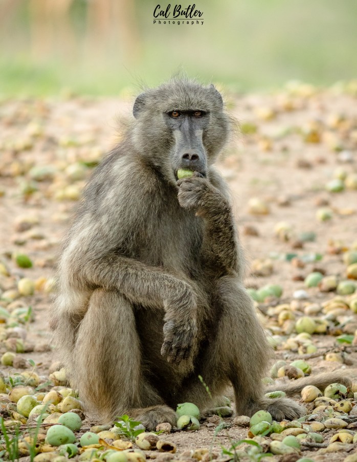 Baboons-2