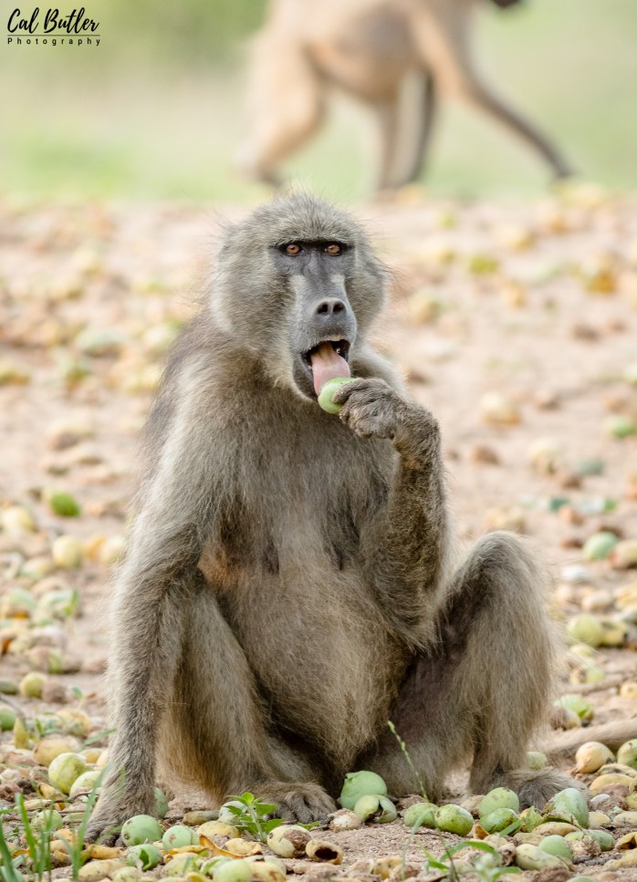 Baboons-3
