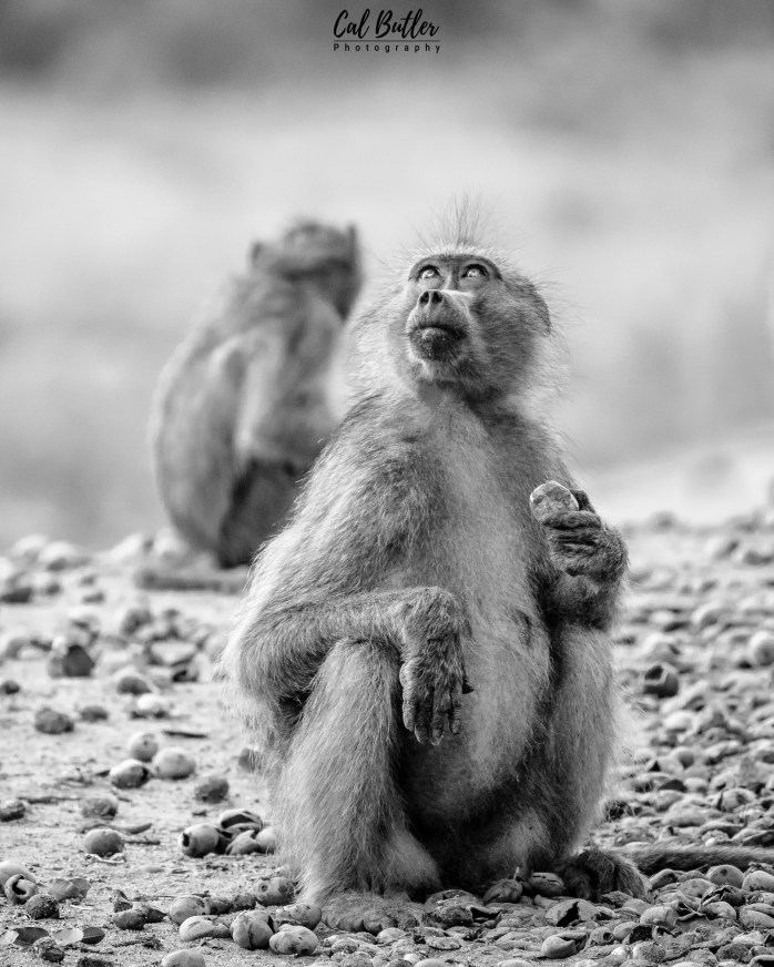 Baboons-5