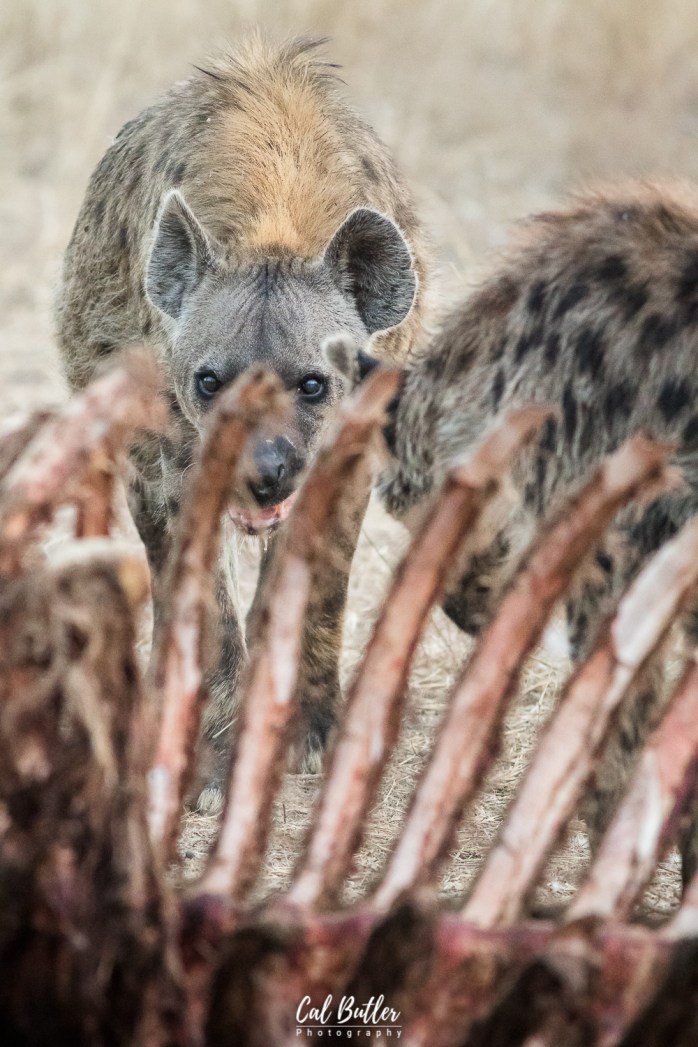 Hyenas on hippo carcass-1