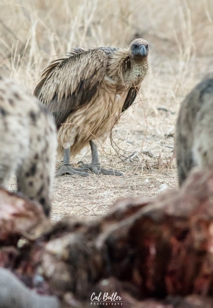 Hyenas on hippo carcass-2