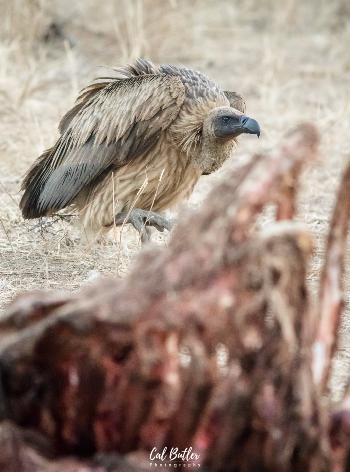 Hyenas on hippo carcass-3