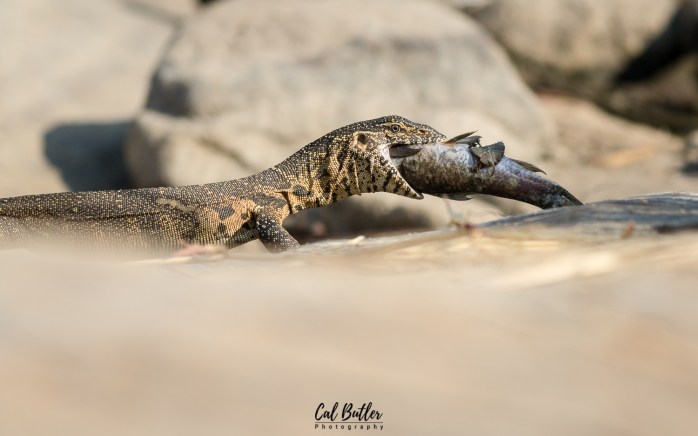 Water Monitor-1