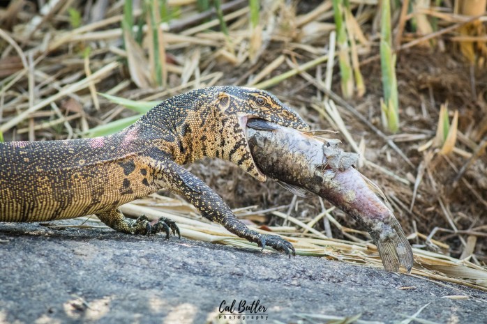 Water Monitor-2