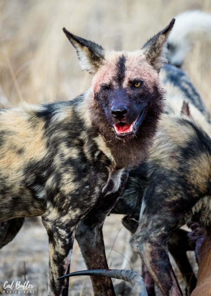Wild Dogs-1