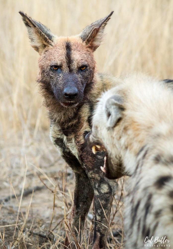 Wild Dogs-4