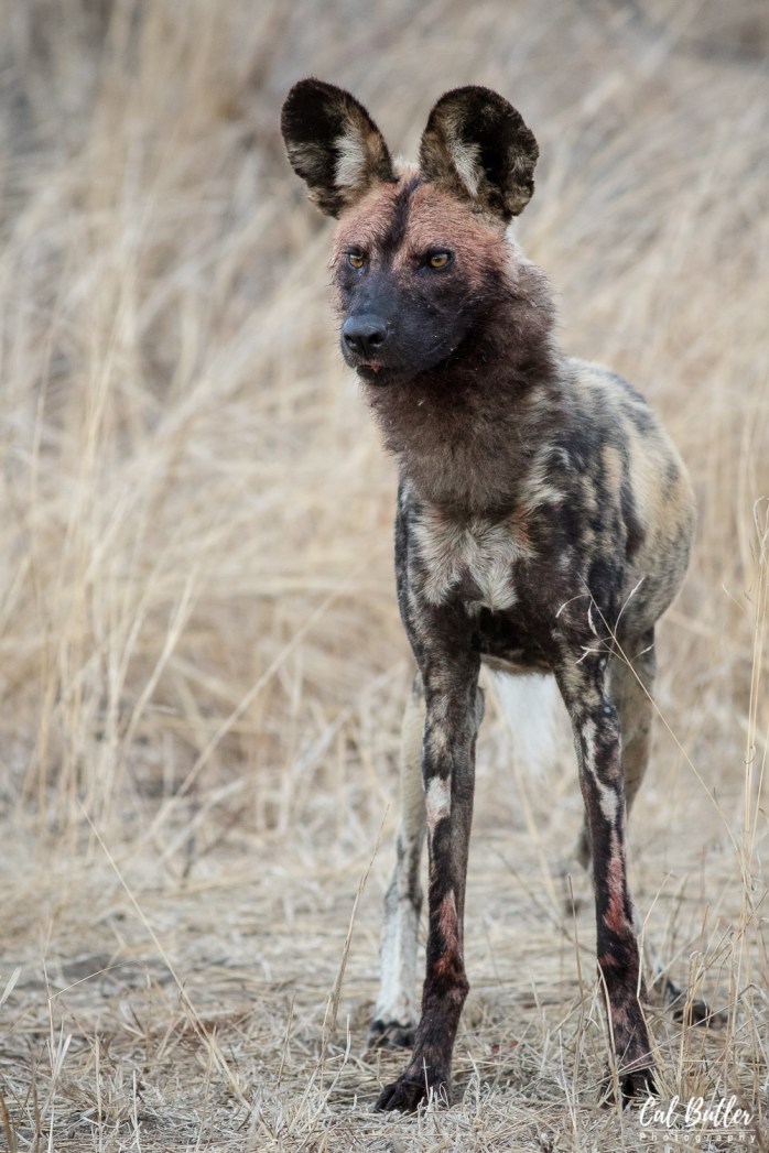 Wild Dogs-5