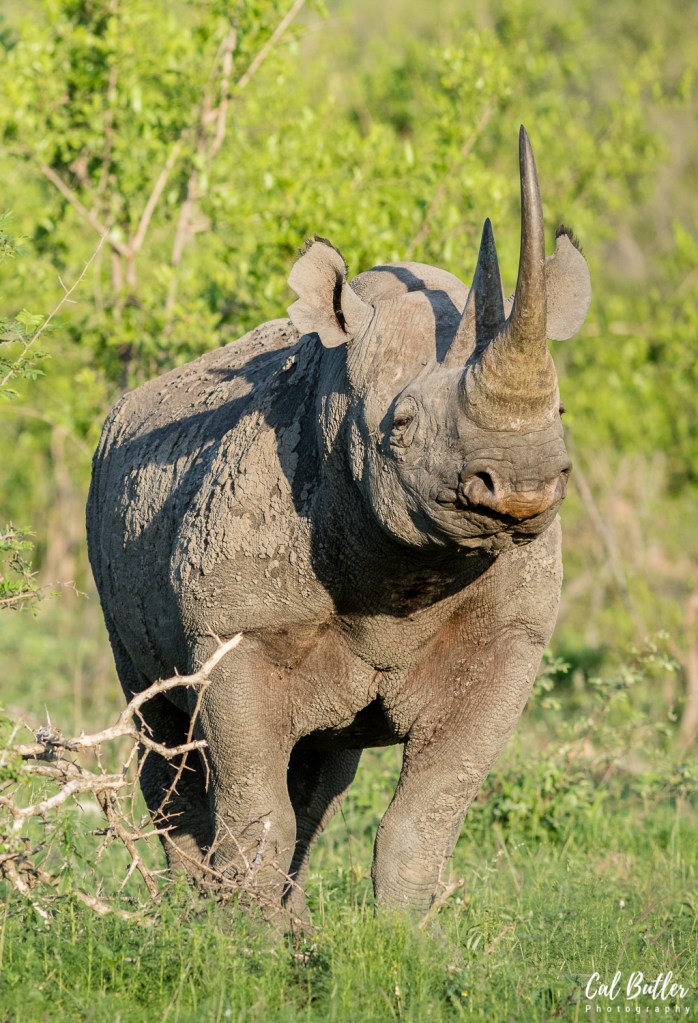 Black Rhino-1