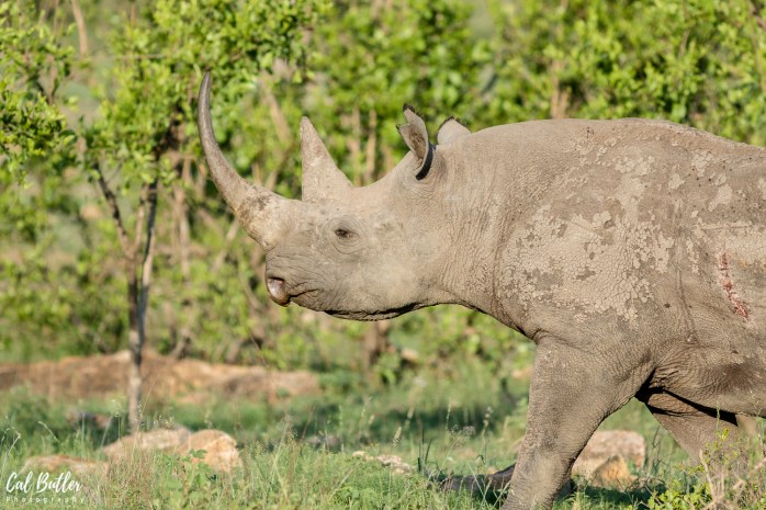 Black Rhino-4