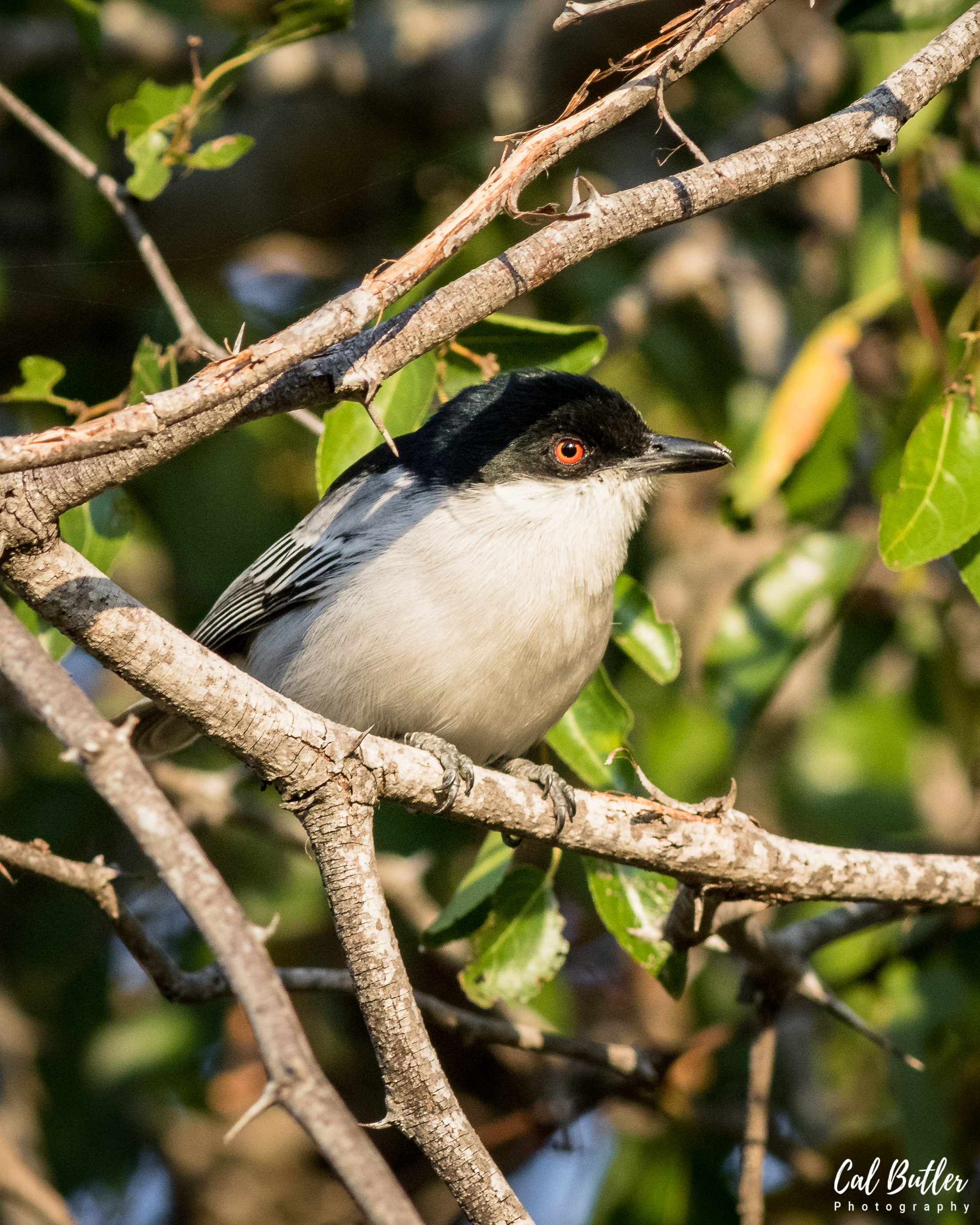 Black-backed Puffback