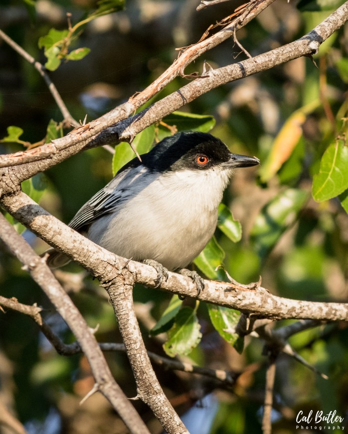 Black-backed Puffback