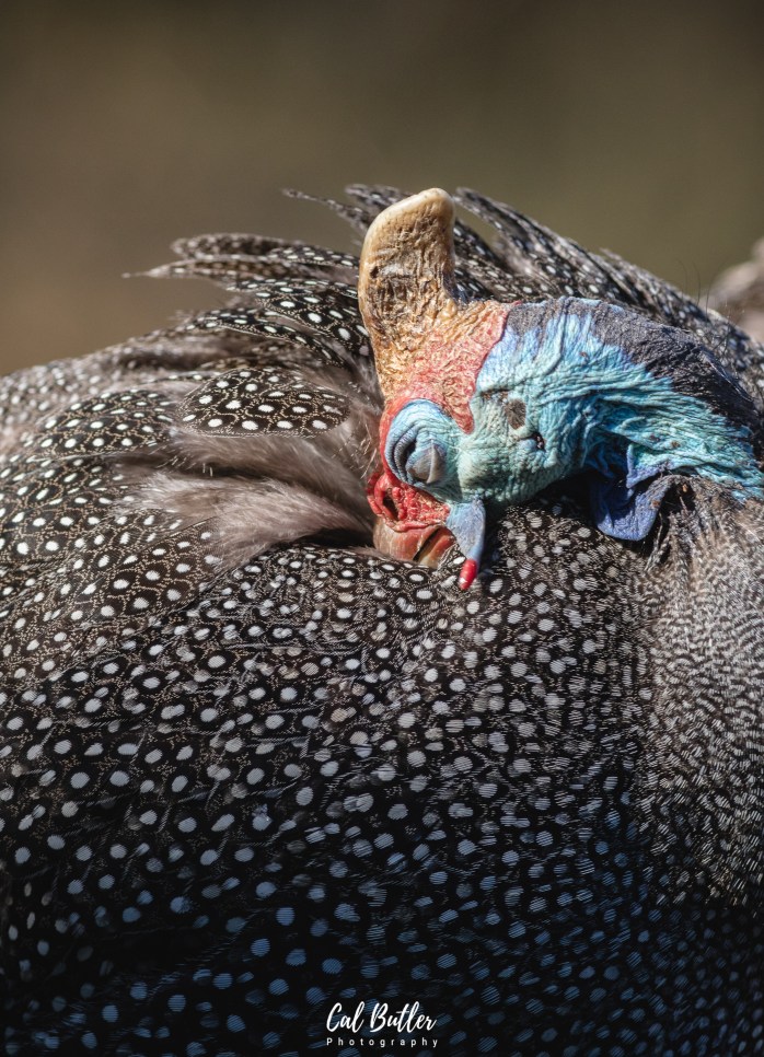 Guineafowl-1