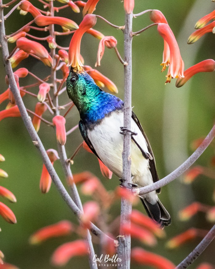 White-bellied sunbird