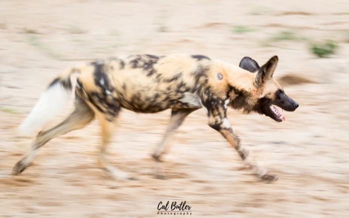 African Wild Dog