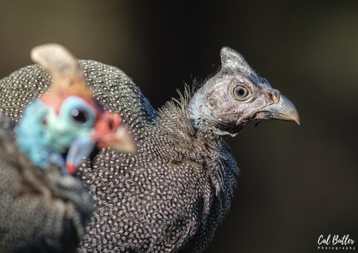 Helmeted Guineafowl (Juvenile)