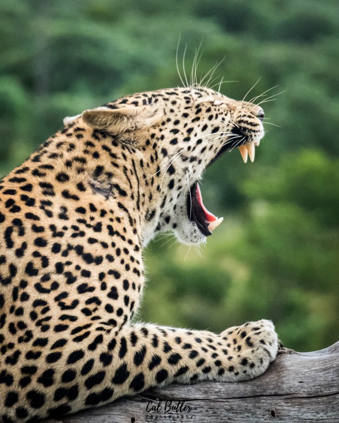 Yawning female leopard, Tisela