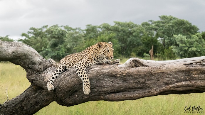 Female leopard resting on a tree trunk